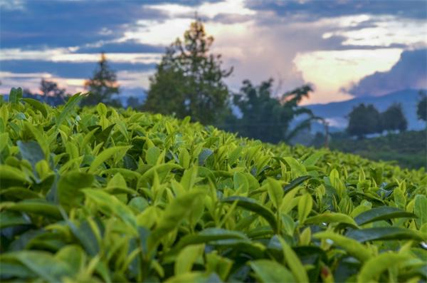 来源于你正在喝的茶：茶氨酸肽合成新型抗菌剂