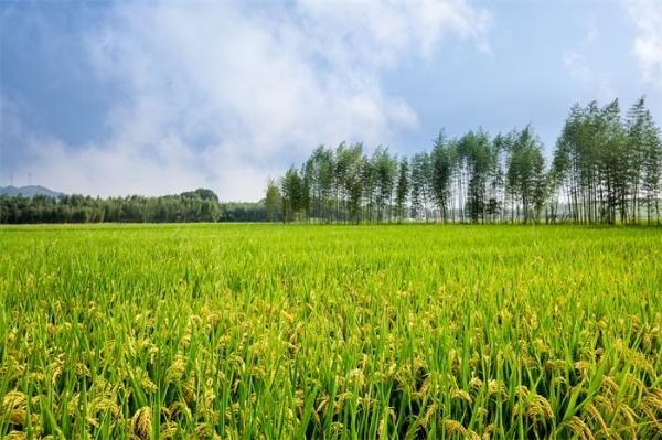 污染地下水可用于农业施肥：德国科学家通过电化学方法将硝酸盐直接转化为氨气