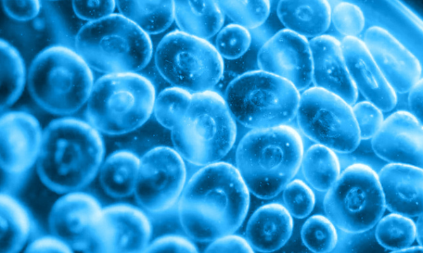《生物材料》：微型传感器揭示组织生长中的细胞力