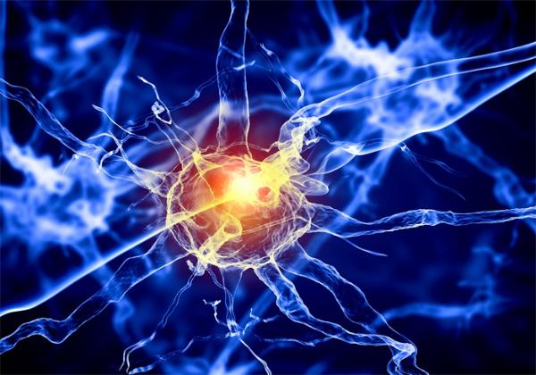 浙大脑医学院开年首篇Neuron！解析学习记忆过程中的脑网络可塑性波动机制