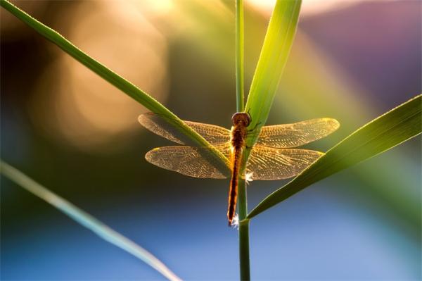 杜克大学开发新型“蜻蜓”机器人：可检测水中石油泄漏和pH值变化等情况