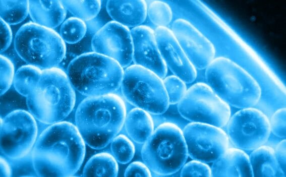 卵细胞为何比普通细胞大？MIT用雌性果蝇做实验，发现“双气球效应”神奇作用
