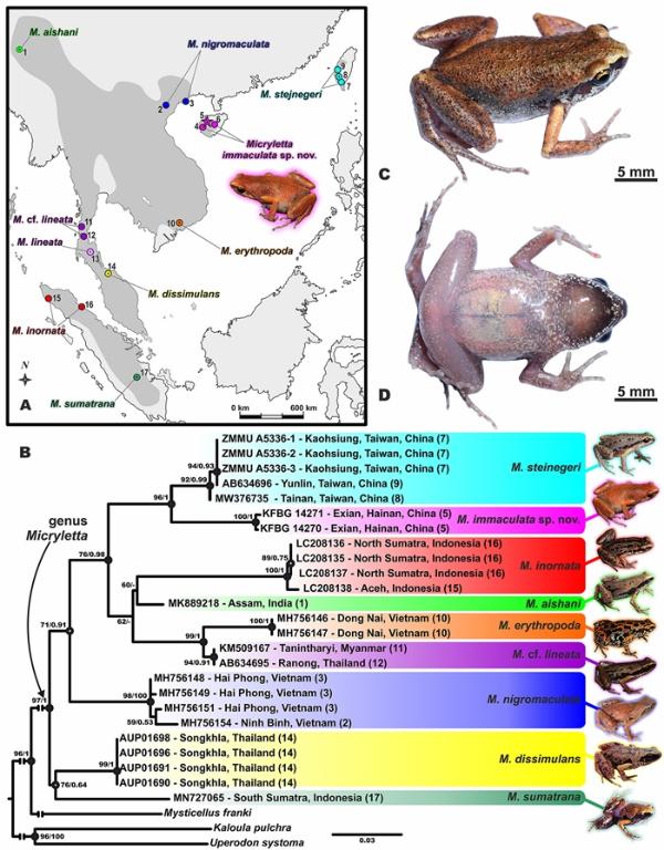 海南发现新物种海南小姬蛙，平均身长仅24.5毫米
