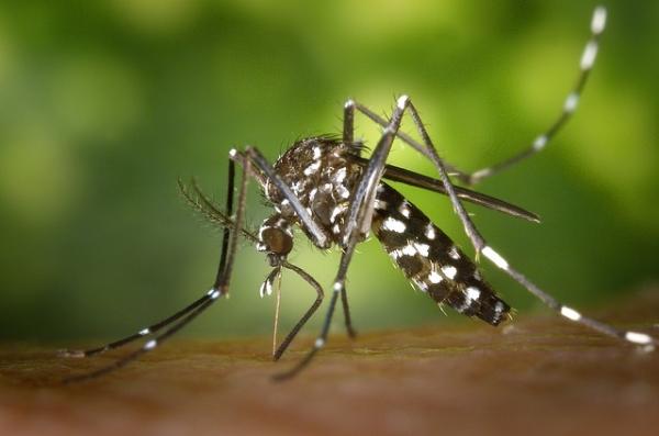 从蚊子体内抽出蛋白，可以治疗它带来的致命疾病