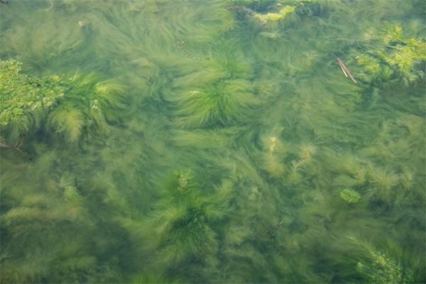 科学家在空气中发现藻类毒素,可致使人类瘫痪或死亡
