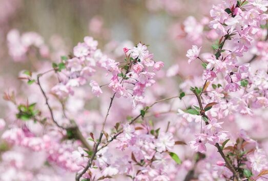 《自然》：武汉大学孙蒙祥团队揭开植物成功受精秘密