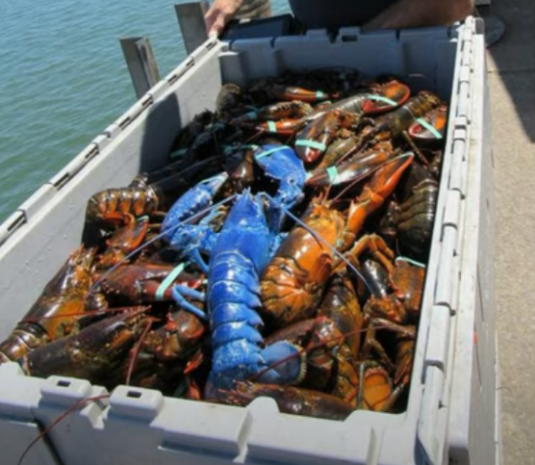 英国渔民钓到“二百万里挑一”的蓝色龙虾