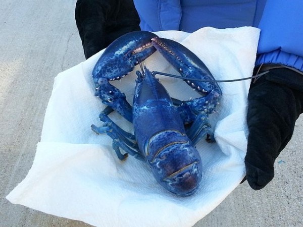 英国渔民钓到“二百万里挑一”的蓝色龙虾