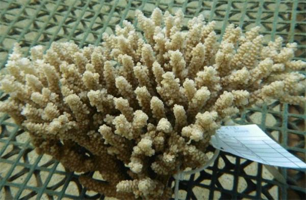 开启珊瑚生物学研究的新纪元！科学家培养出第一个稳定的珊瑚细胞系