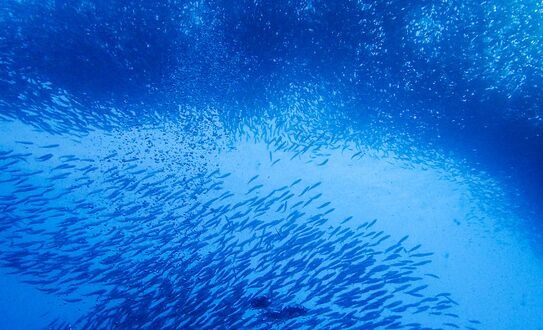 日本嫌海水太干净养不了鱼，将允许水质一定程度的污浊
