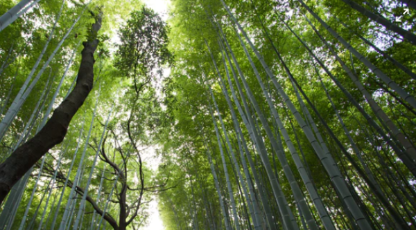 《自然》：被966和内卷压得喘不过气，你应该多听听自然的声音 