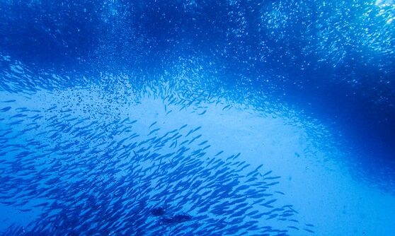 极限生存！埃及5600万年前鱼类化石证明“鱼生艰难” 曾在35℃海水中存活