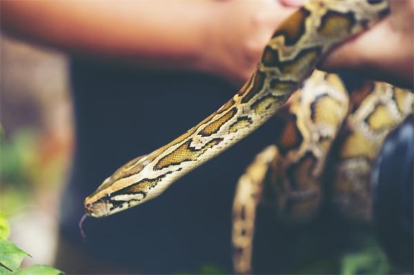 绝活儿！蛇用它们分叉的舌头来“闻”气味，感受周围的环境超灵敏