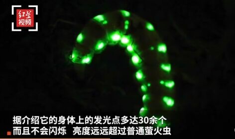 四川惊现5厘米巨型萤火虫：身挂30多个“绿灯”，亮度远超普通萤火虫