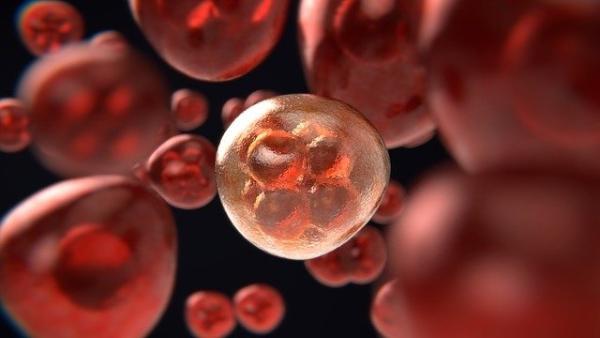 研究发现：一种血液中最常见的蛋白质，有助于人类受精和对抗感染