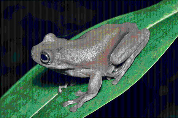 澳洲科学家发现树蛙新物种：通体巧克力色，或在新几内亚广泛分布