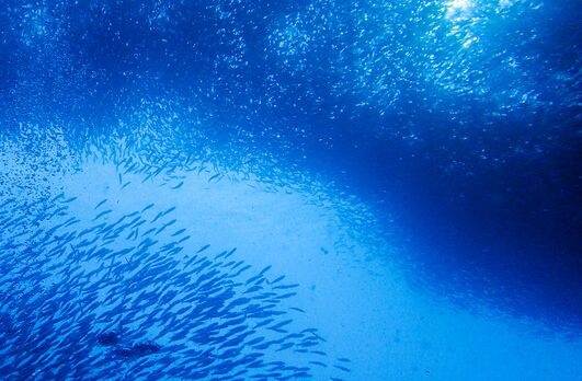 超乎想象！最早海洋绝氧“死亡区”或已存在120万年，影响范围正急剧扩大