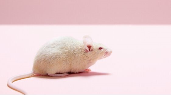 科学家用干细胞培育出会心跳的老鼠胚胎：还能长出肌肉和神经系统
