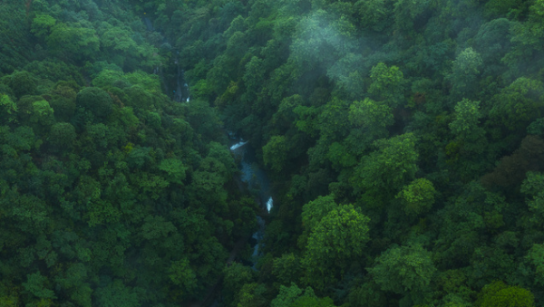地球之肺？一项令人惊讶的研究显示：世界上最大的雨林正在加剧全球变暖 
