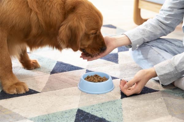 研究：家犬可能不会回报主人的善行，谁投食了狗子可能根本没放心上