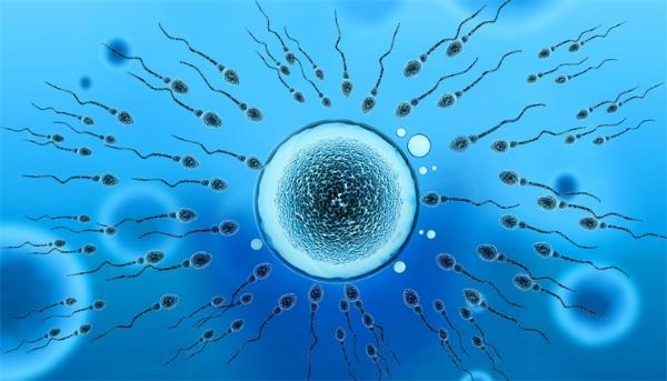 重磅！日本科学家重建“体外卵巢”，成功制造卵子