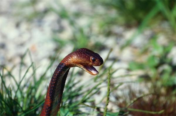 致命感染！一种罕见真菌病在美国蔓延：会让蛇变得像木乃伊，眼睛浑浊
