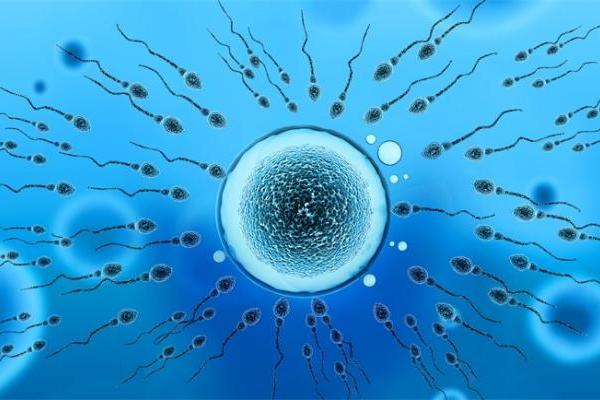 研究人员发现避孕“抗体”：可中和99.9%精子，不影响激素水平 