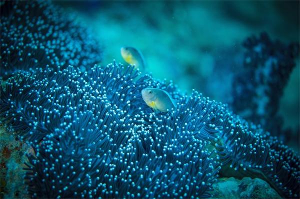 大堡礁发现罕见超大珊瑚，成为大堡礁“第一宽”！