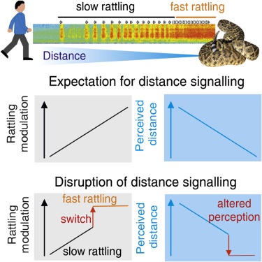 《自然》：响尾蛇的“恶魔低语”能让人类产生“濒死”错觉