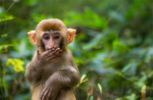 研究表明：猿类能像人类一样，有意识地使用信号开始和结束互动