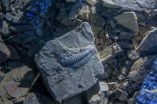 贵州发现6亿岁的“海绵宝宝” 刷新动物始祖最早记录