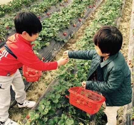 孙俪带孩子摘草莓 等等和花花太萌了