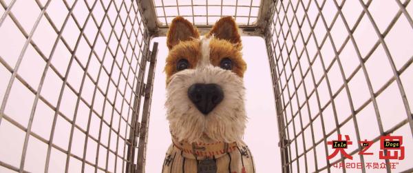 《犬之岛》豪华配音阵容强力来袭 “老白”“黑寡妇”秒变汪星人