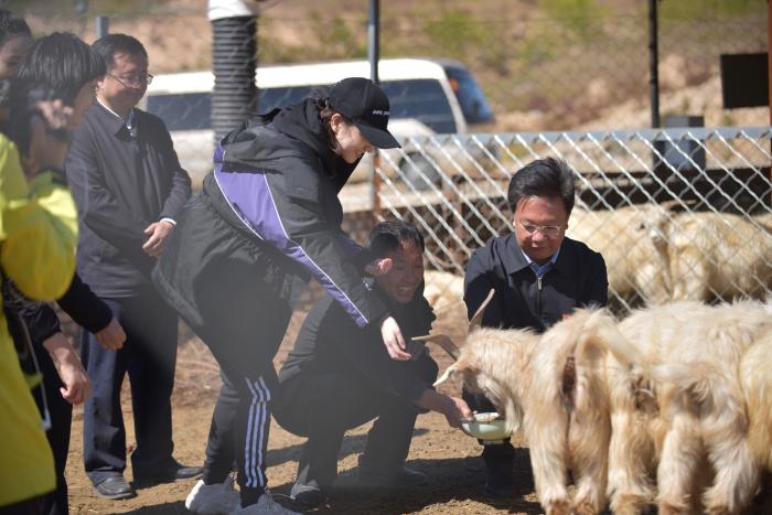 景甜身体力行支持公益 直播认购万斤佳县大枣