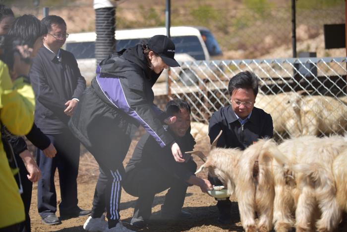 景甜身体力行支持公益 直播认购万斤佳县大枣