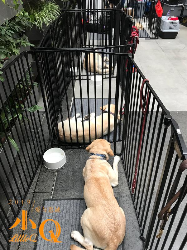 《小Q》海外媒体探班日 香港超半数导盲犬现身片场