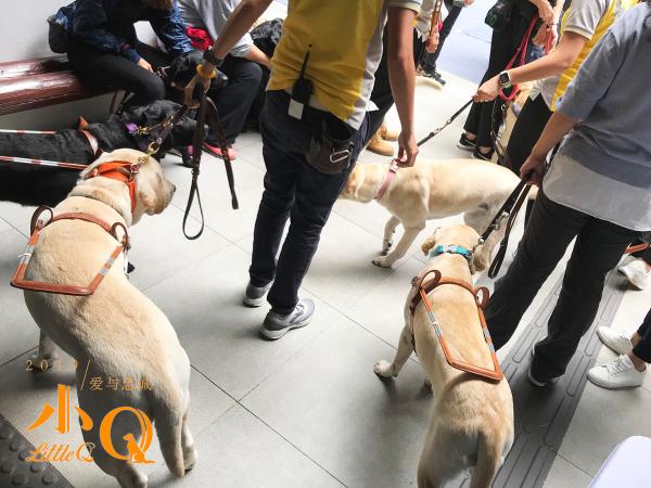 《小Q》海外媒体探班日 香港超半数导盲犬现身片场