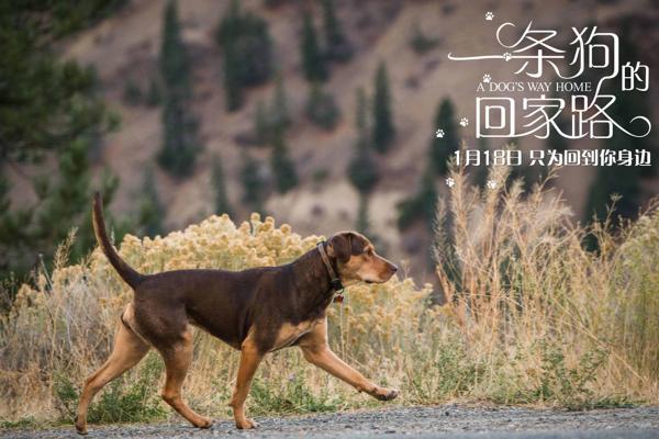 《一条狗的回家路》天南地北温暖治愈 五湖四海感恩同行