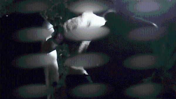 热巴黄景瑜被曝同回公寓过夜 双方疑因戏生情