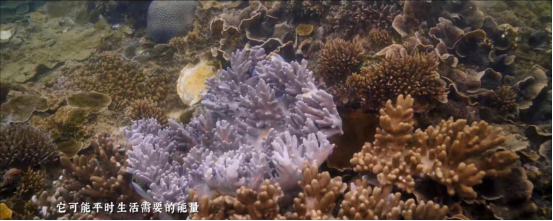 珊瑚拯救刻不容缓，《最美中国5》将环保理念深植人心