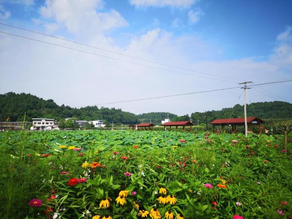 “全城绽放，共享清凉”——“荷”你相约2021成都首届荷花季正式启幕