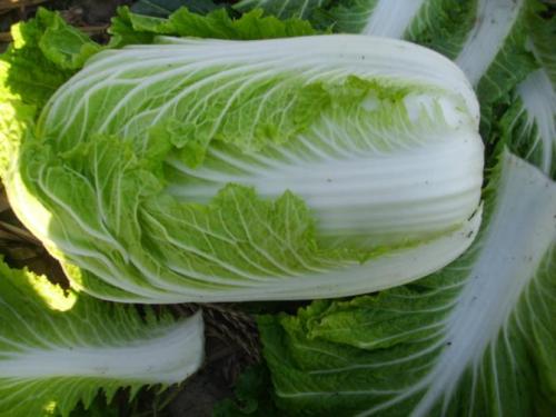 长寿的秘密&nbsp;竟离不开这几种食物