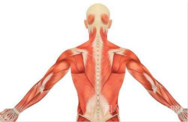 给背部肌肉更多的刺激 锻炼背部肌肉你需要知道这几点