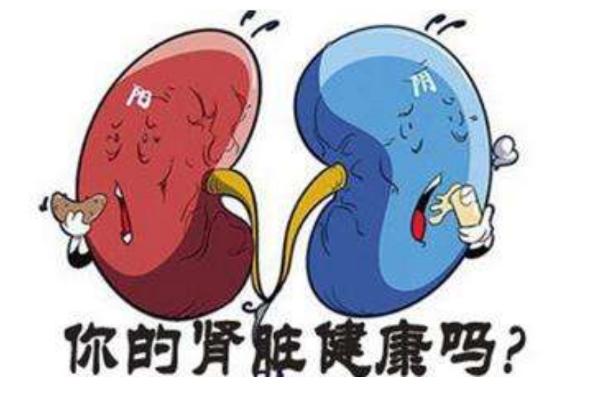 男人也需要养生！肾不好，吃什么东西补肾？