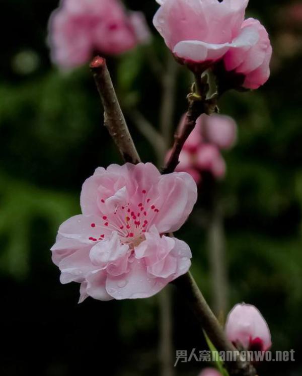 家庭装饰鲜花怎么选择 这些建议立马帮到你 赶紧收藏