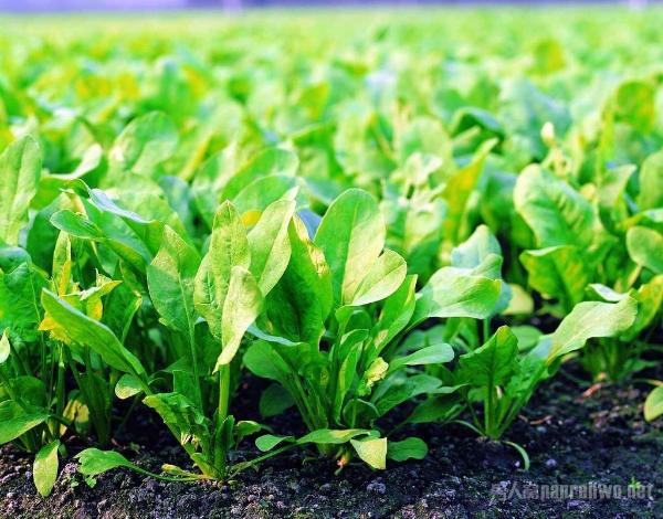 秋季养生 秋季一定要吃这些食物 防暑防寒养生正当时