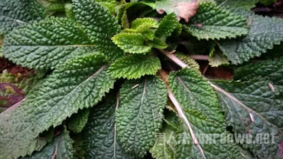 你知道蛤蟆草、癞肚皮么？炒鸡蛋天然止咳消炎