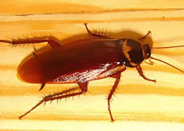 室内为什么有蟑螂？如果有我们怎么杀死它们呢？