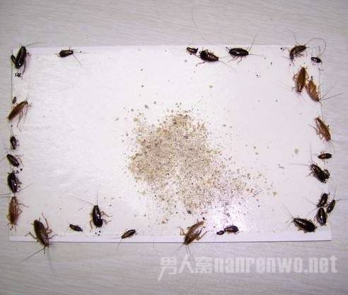 室内为什么有蟑螂？如果有我们怎么杀死它们呢？
