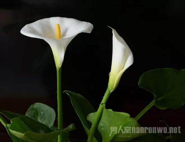 种花零基础无经验,在家想放置植物,这几种不缺水就能活